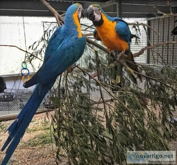 49348Wayland MI Bue and Gold Macaw parrots
