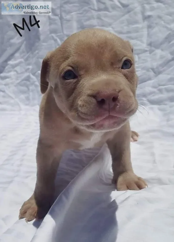 American bully Puppies