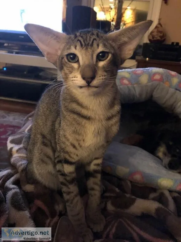 Oriental Male Kitten for sale
