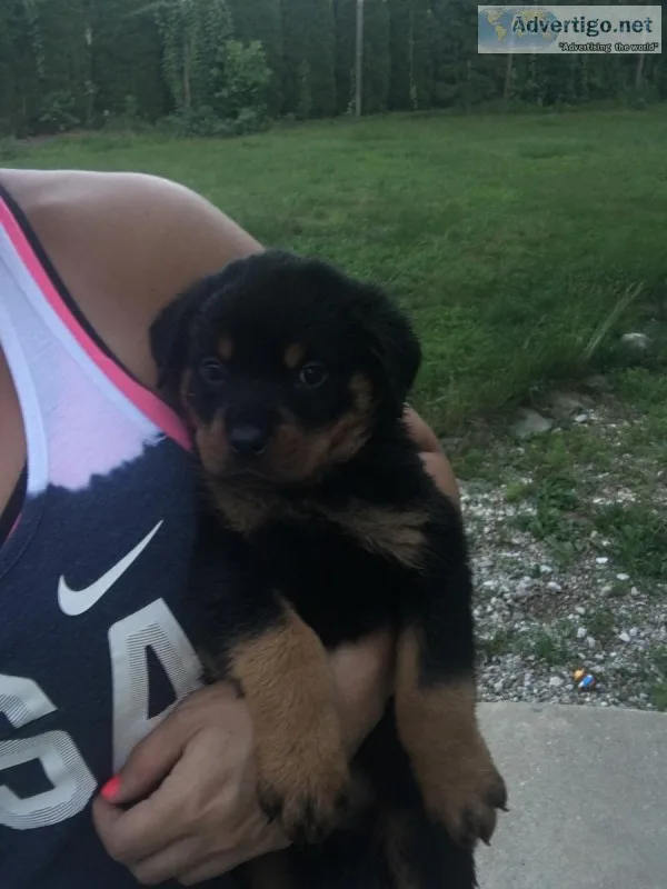 Rottweiler puppies