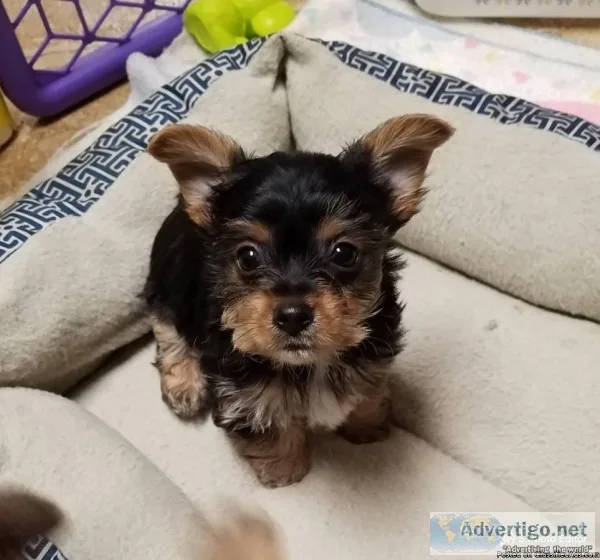 Yorkie puppies Tiny Akc