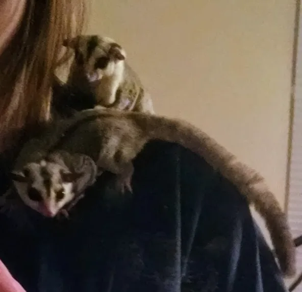 Two male sugar gliders  all supplies - Looking for a good home