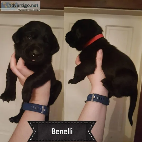 Labrador Retreiver puppies