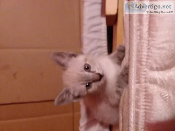 Kittens for sale