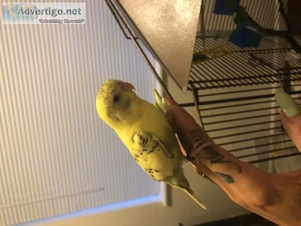 Love bird and Parakeet