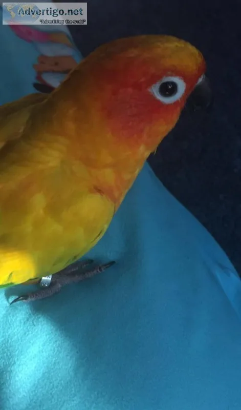 MISSING SUN CONURE