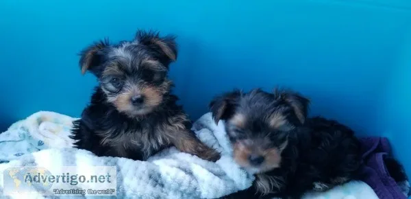 YORKIE MALE PUPPIES FOR SALE