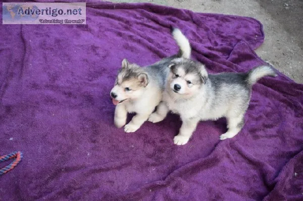 Beautiful full blooded husky puppies