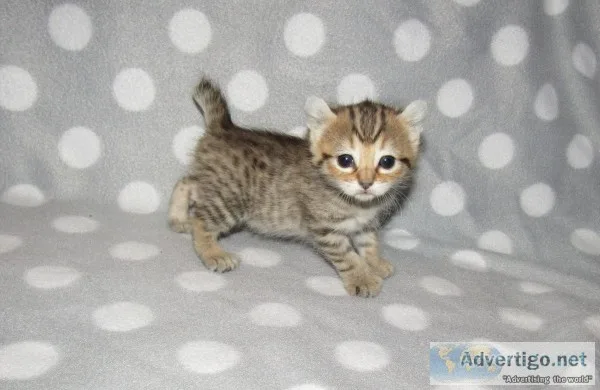 Pawsitively the best cat....Our Highlander kittens