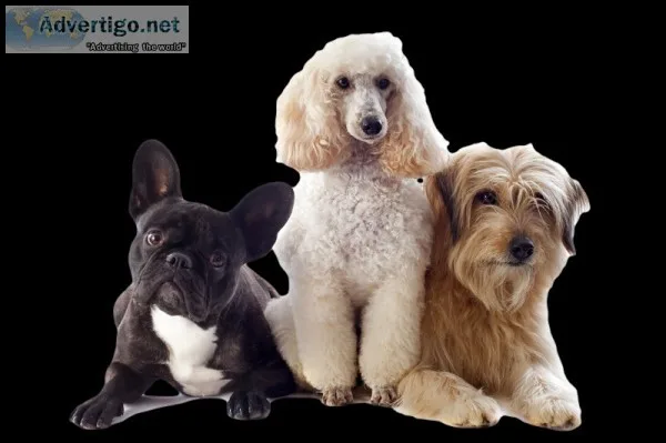 Book Mobile Vet service in Atlanta- (866) 880.7443
