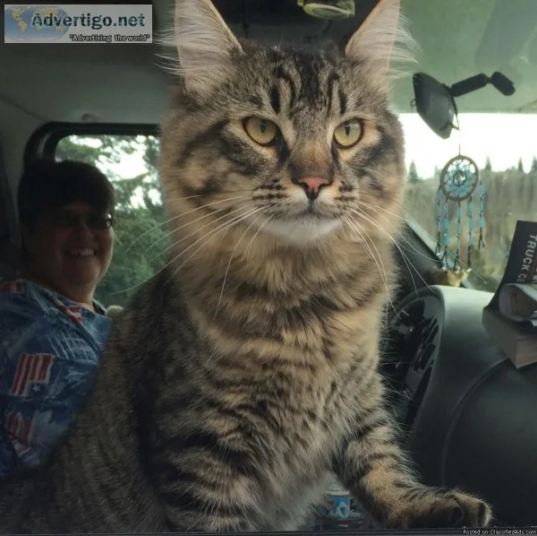 LOST CAT