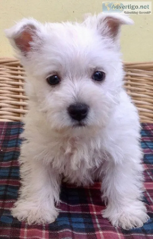 Wauzer Puppy