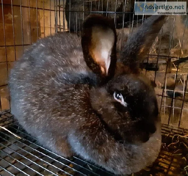 Silver Fox Rabbits breeding stock