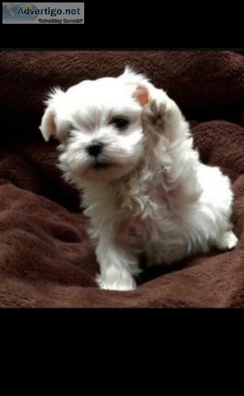 Smart Maltese Puppies