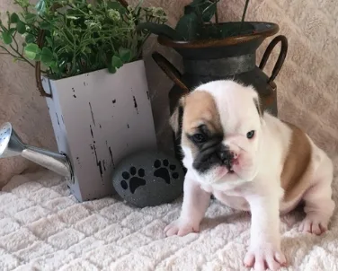 British Bulldog Available