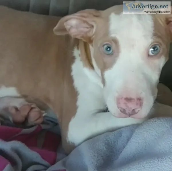 Full blooded female pit bull puppy