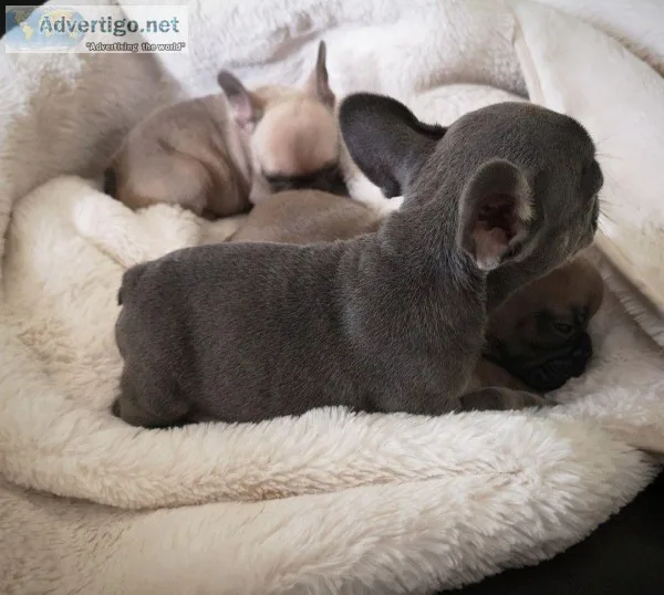 Stunning Compact French Pups