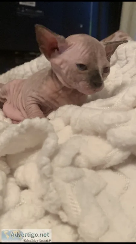 Sphynx kittens