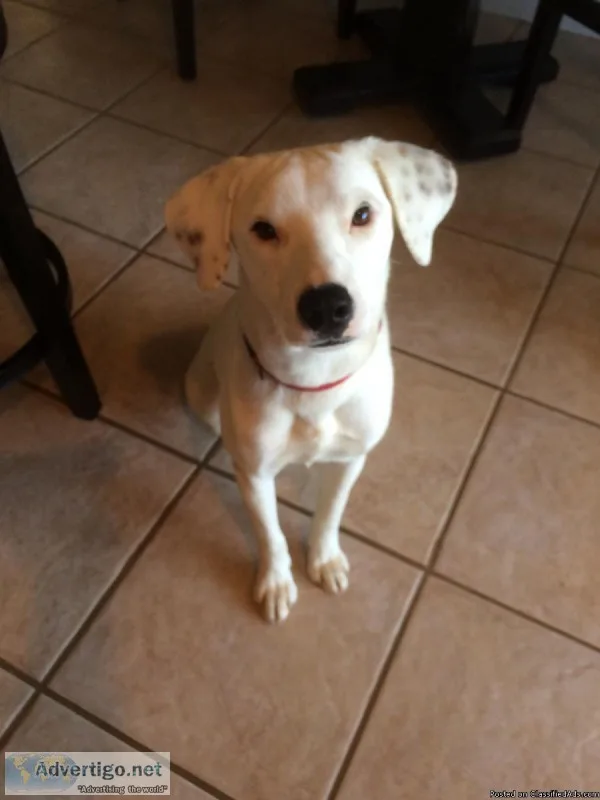 Lost Dog