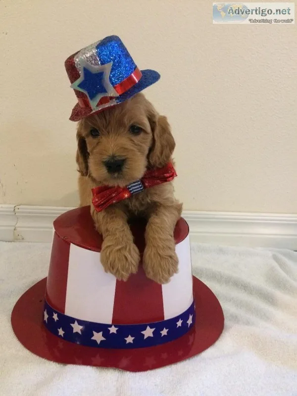 Labradoodle Puppies