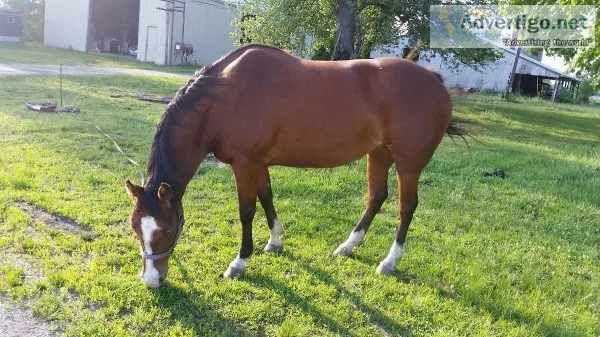 Registered Quarter Horse
