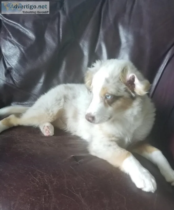 Mini Australian Shepherd F