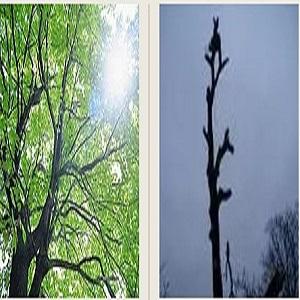 Tree Arborist Portland Oregon  Portland Tree Care