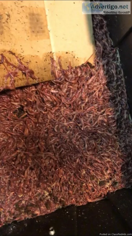 Red wiggler composting worms