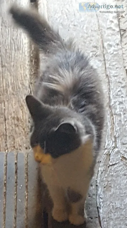 Missing Female Cat from Twinsburg Possibly Transported