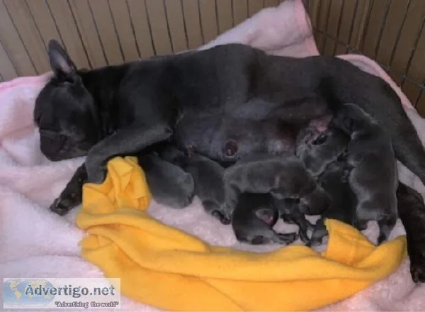 Reg French Bulldogs pups