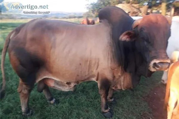 Grass Fed Organic Cows