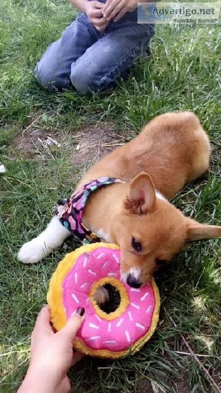 Puppy Corgi For Sale