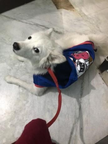 Find a Mate for My Dog  Petsmatefinder.com