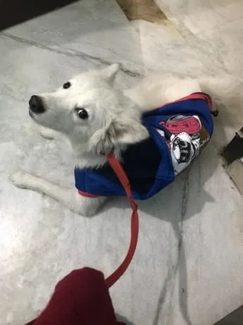 Find a Mate for My Dog  Petsmatefinder.com