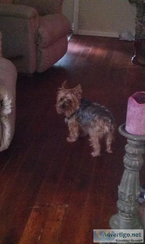 MISSING RETIRED SERVICE ANIMAL