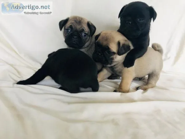 Stunning Pug Puppies