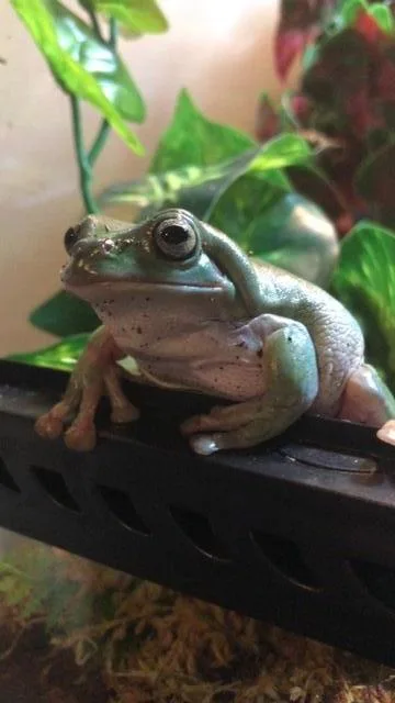2 White s Tree frogs for sale