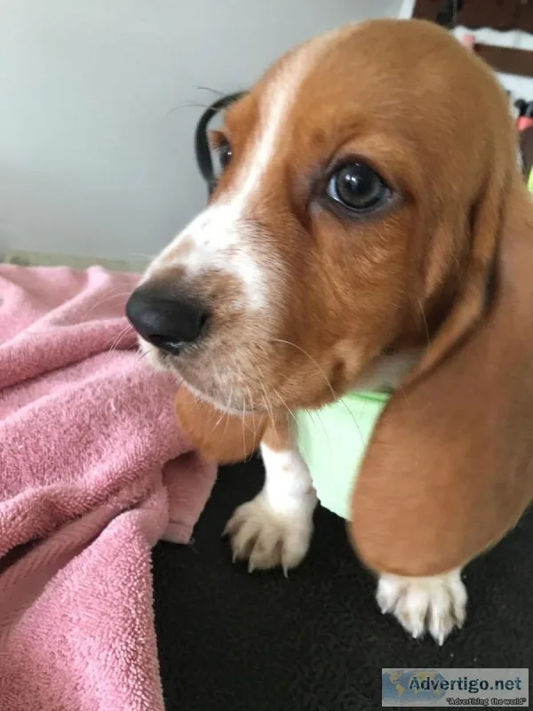 Basset pups