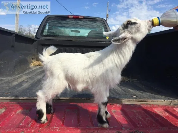 Bottle baby Pygmy buckling (Goat)