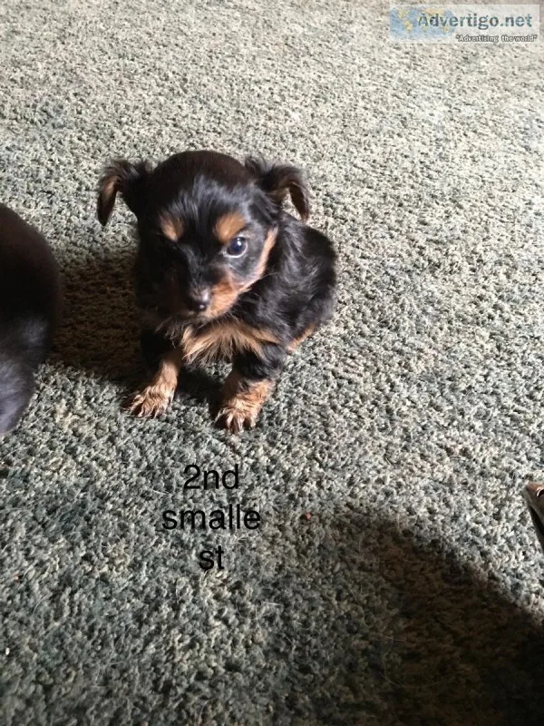 Yorkie puppies