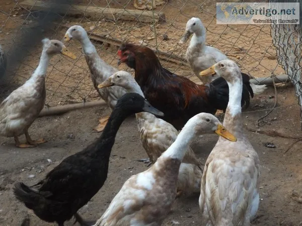 Runner Ducks