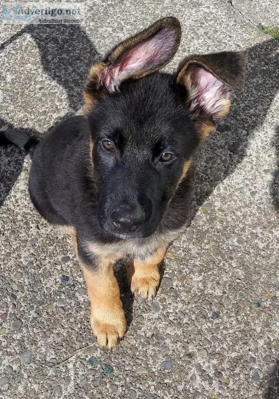 14 week old pure breed German Shepherd