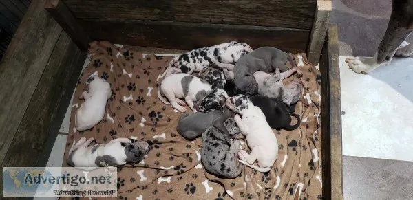 AKC REGISTERED GREAT DANE