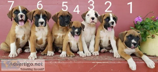 AKC Boxer puppies