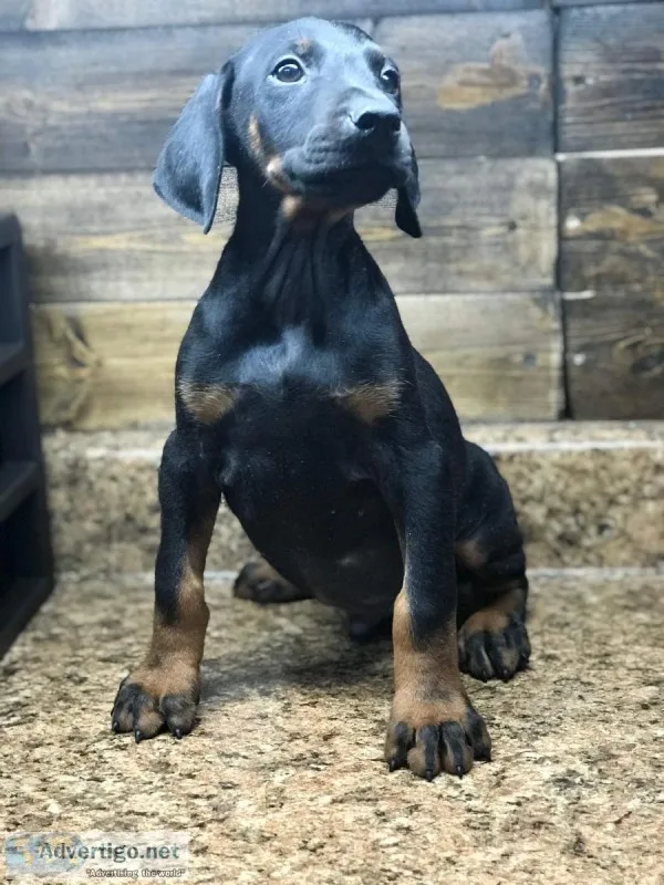 Todics Classic Dobermans