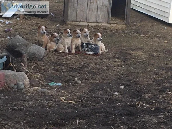 Red Heeler Puppies