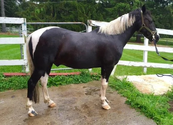 Enegertic Ranch Gelding Quarter Horse AQHA