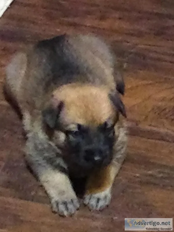 German Shepherd Puppies