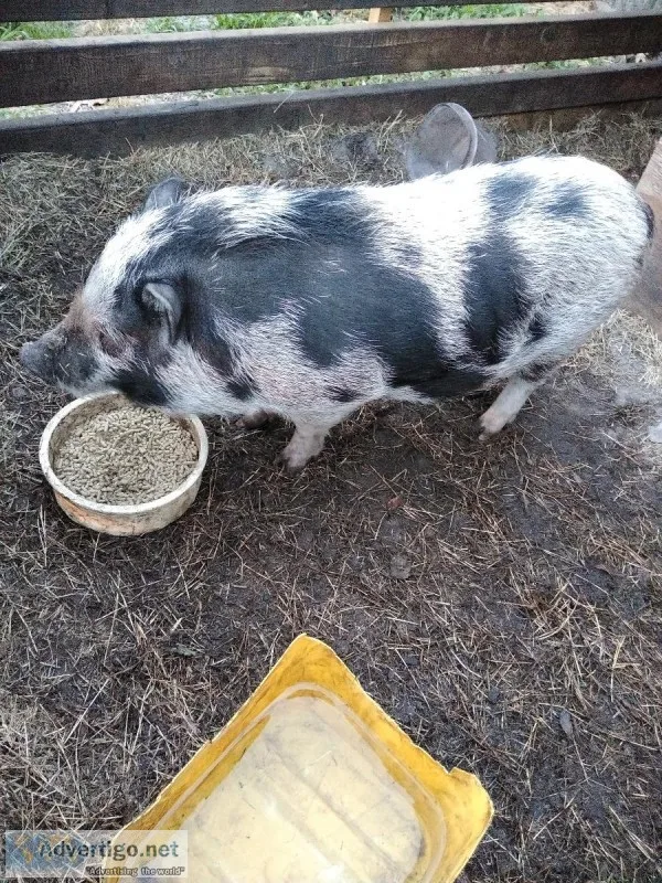 Mini pig