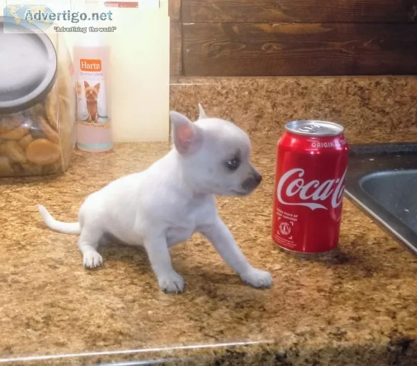 Tiny Chihuahua pups 2 left